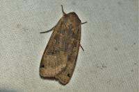 Noctua pronuba