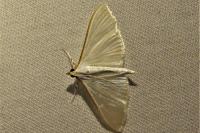 Palpita vitrealis
