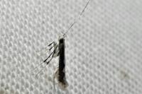 Dialectica scalariella