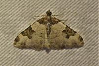 Xanthorhoe fluctuata