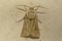 Agrotis graslini