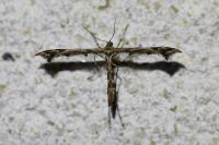 Amblyptilia acanthadactyla