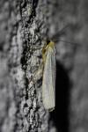 Eilema caniola