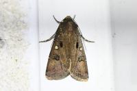 Agrotis trux