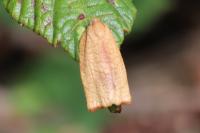 Cacoecimorpha pronubana