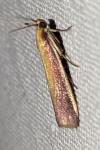 Oncocera semirubella