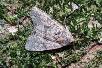 Mesapamea secalella/secalis