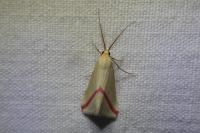Rhodometra sacraria