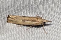 Agriphila geniculea