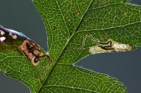 Stigmella hybnerella