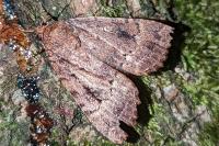 Amphipyra berbera/pyramidea