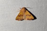 Atethmia centrago