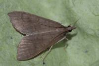 Mecyna asinalis