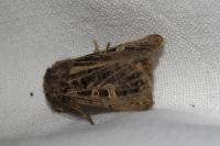 Tholera decimalis