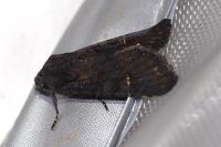 Aporophyla nigra