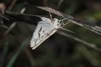 Aspitates ochrearia