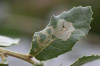 Acrocercops brongniardella