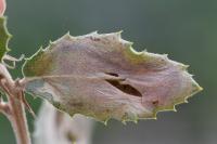 Acrocercops brongniardella