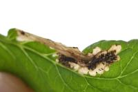 Tuta absoluta
