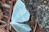 Campaea margaritaria