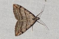 Aplocera efformata/plagiata