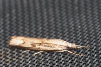 Agriphila geniculea