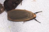 Katha depressa