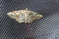 Cleorodes lichenaria
