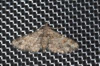 Gymnoscelis rufifasciata
