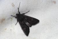 Aporophyla nigra