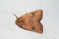 Atethmia centrago
