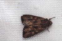 Mniotype solieri