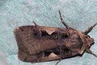 Xestia c-nigrum