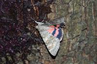 Catocala elocata