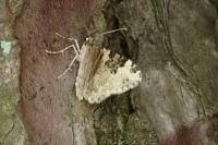 Xanthorhoe fluctuata