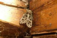Leucochlaena oditis