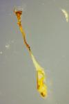 Cilix hispanica