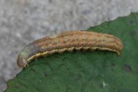 Lacanobia oleracea