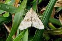Hellula undalis