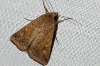 Helicoverpa armigera