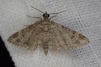 Gymnoscelis rufifasciata