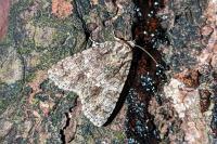 Acronicta rumicis