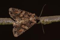 Dryobotodes tenebrosa