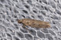Scrobipalpa salicorniae/salinella