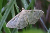 Patania ruralis