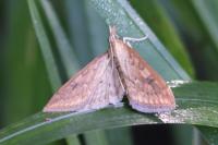 Udea ferrugalis