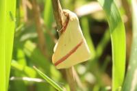 Rhodometra sacraria