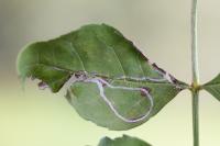 Caloptilia cuculipennella