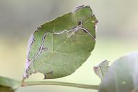 Caloptilia cuculipennella