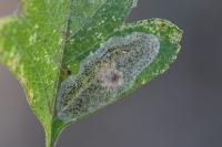Phyllonorycter corylifoliella